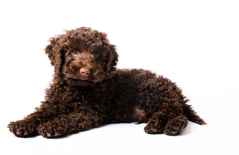 house trained labradoodle for sale