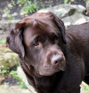 English Labrador Puppies & Service Dogs For Sale in Indiana | Meadow