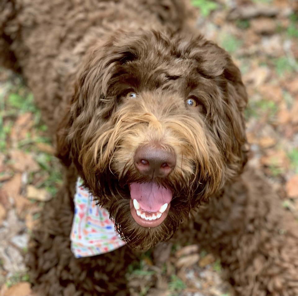 Labradoodle Puppies & Service Dogs For Sale in Indiana | Meadow Park